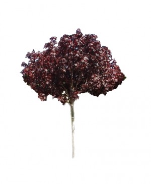 Klon pospolity 'Royal Red' DUŻE SADZONKI wys. 250-300 cm, obwód pnia 10-12 cm (Acer platanoides)